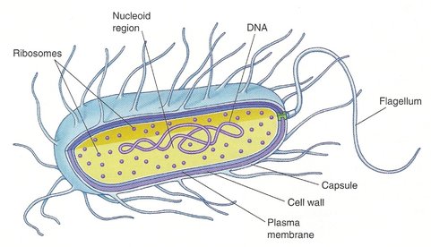 Archaea Cell Wall